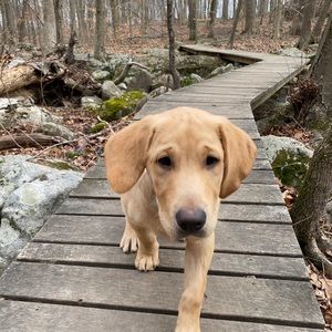 Meet your Posher, Ryan